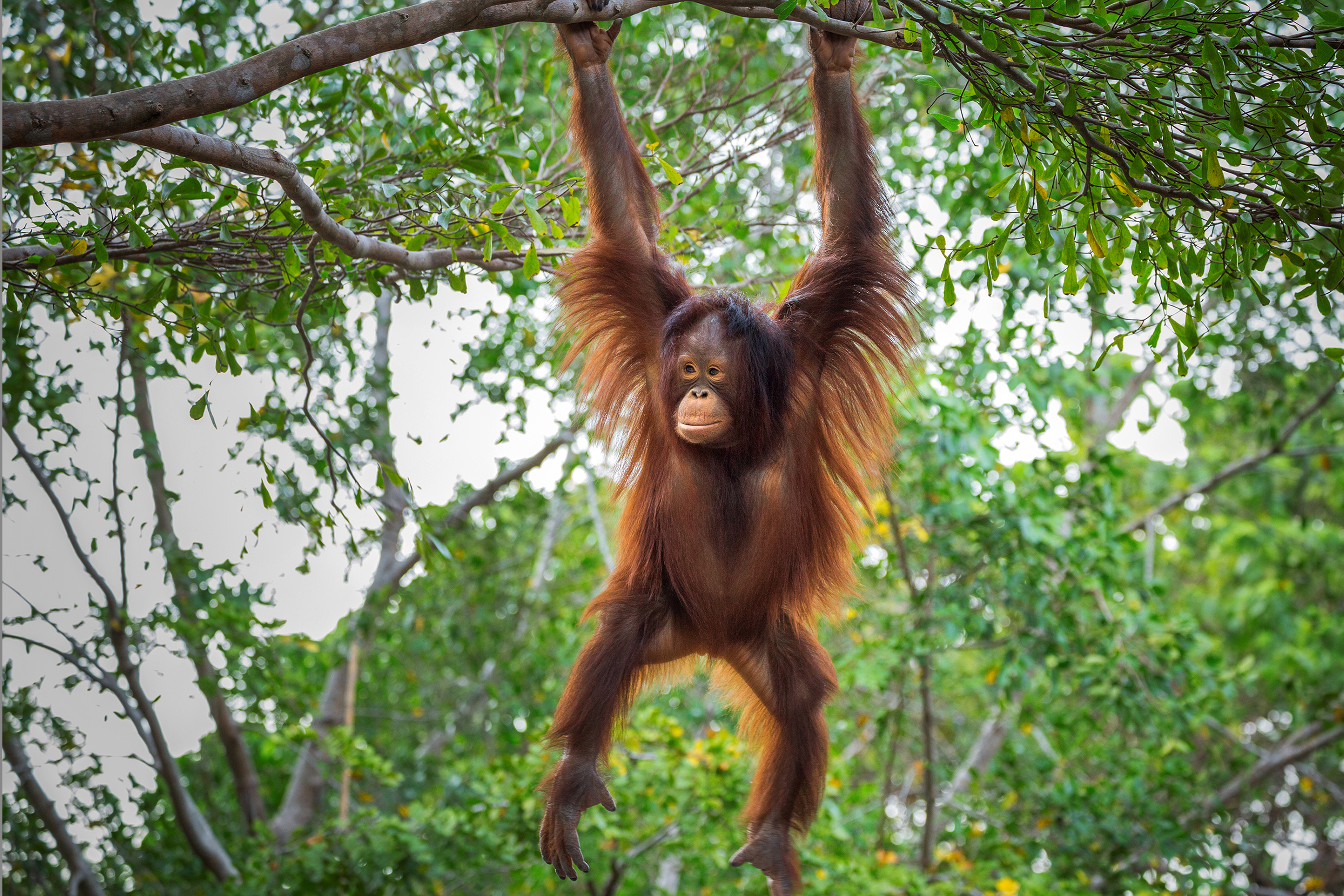 Orangutan copyright