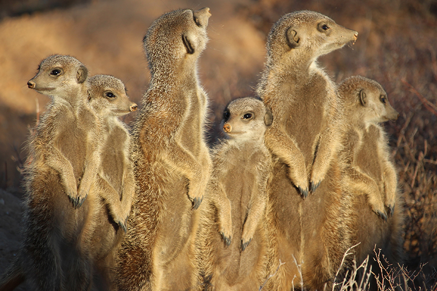 meerkats copyright