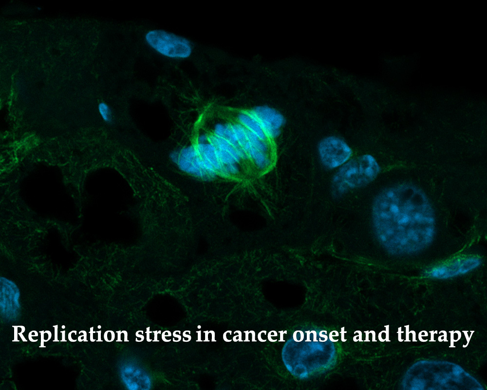 Replication stress in cancer onset and therapy
