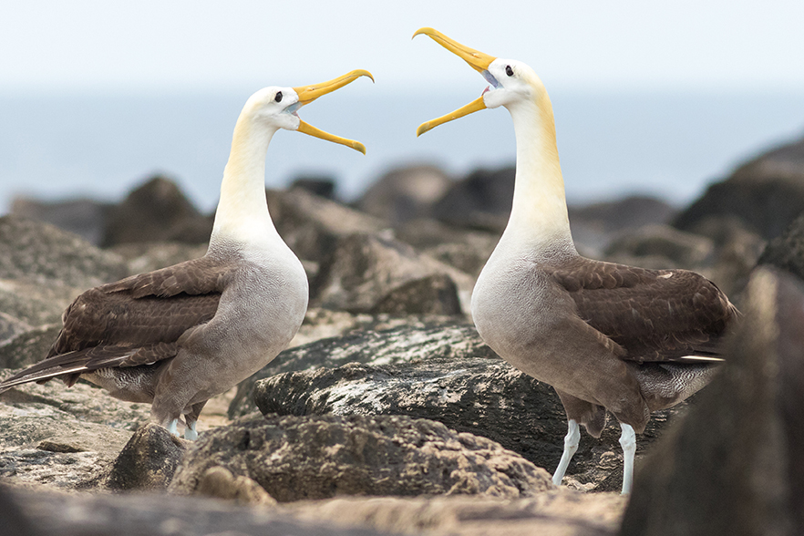 albatross copyright