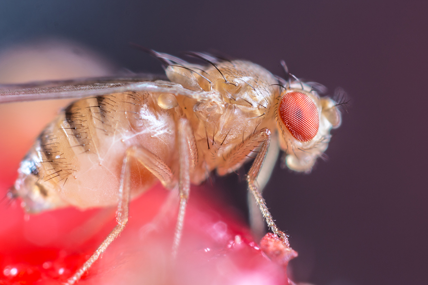Drosophila melanogaster copyright 