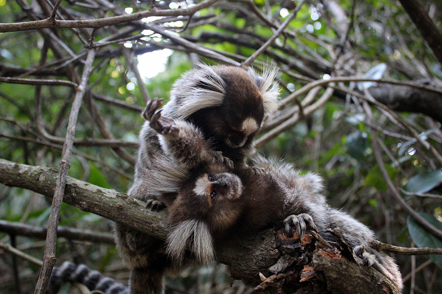 marmoset